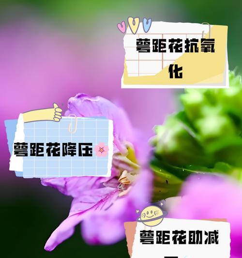 紫萼距花的养殖繁殖技巧（掌握这些方法，让紫萼距花快速繁衍生息）