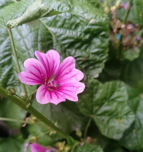 家里花草产生灰尘的处理方法（打造清新花园，舒适室内环境）