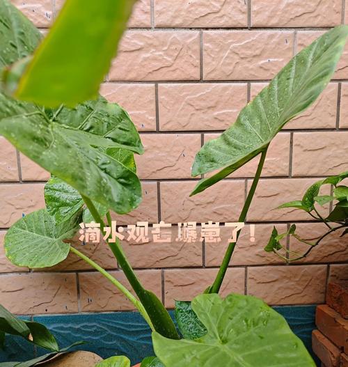以水养滴水观音的养护方法（探秘滴水观音的养殖技巧与窍门）