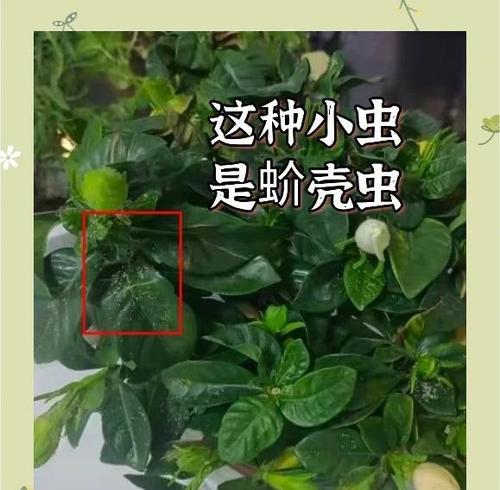 栀子花蚧壳虫的防治方法（保护栀子花免受蚧壳虫侵害的关键措施）