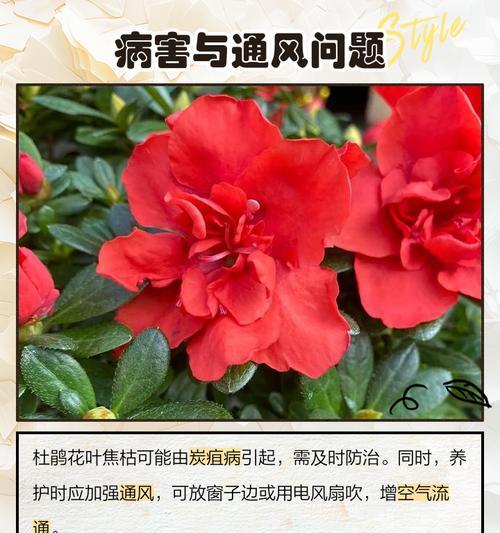 杜鹃花叶子发黑的原因及解决方法（杜鹃花叶子发黑，这是为什么？如何恢复叶片的健康？）