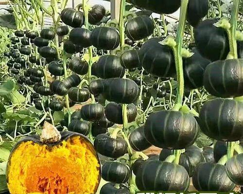 南瓜贝贝籽的种植方法（打造属于自己的南瓜小花园）