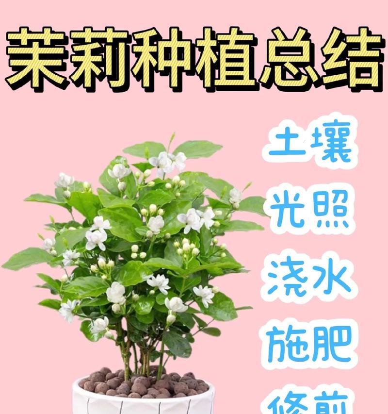 茉莉花为何会致命？（解析茉莉花的致命原因及预防措施）
