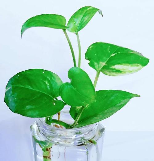 绿萝室内养护指南（打造舒适家居的绿植选择）