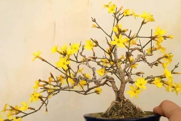 花卉育种技巧（揭秘花卉育种秘籍，打造长势旺盛的花园）