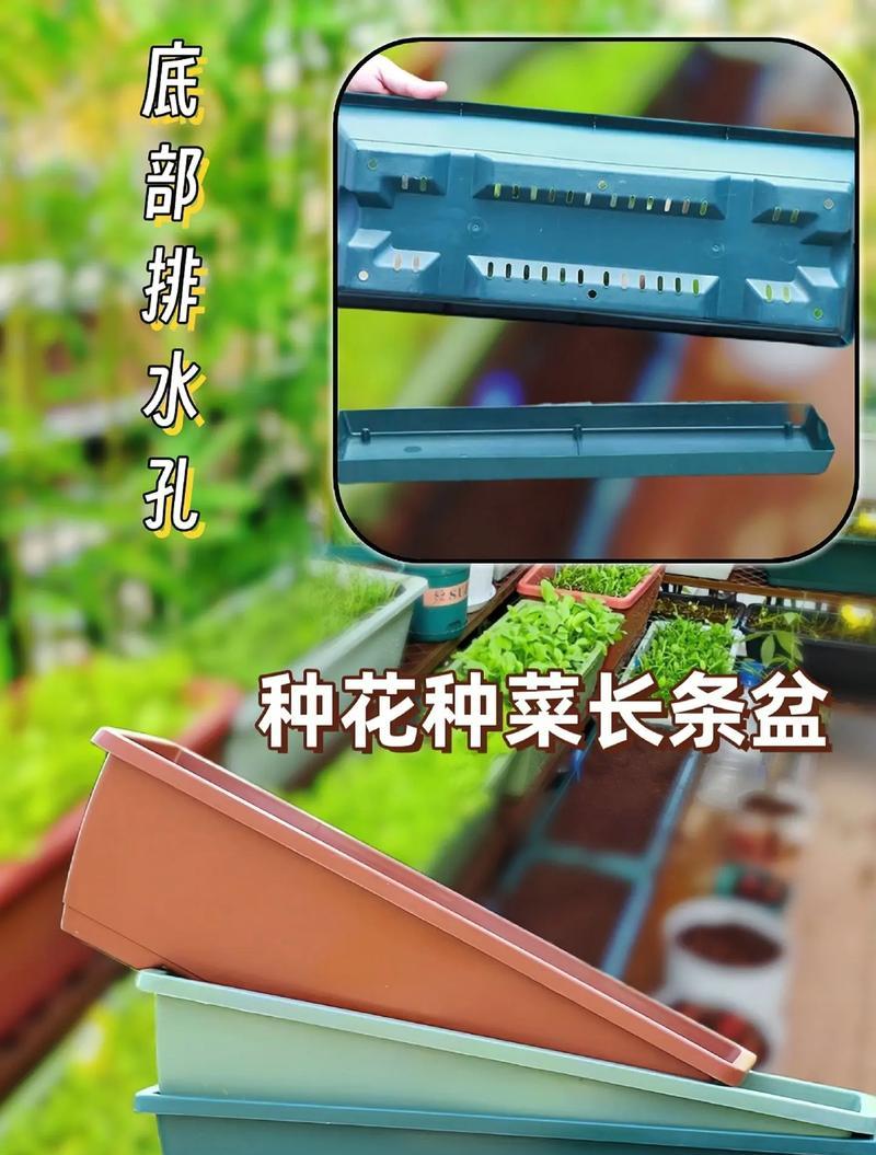 花椰的养护技巧（打造美丽花椰的必备方法）