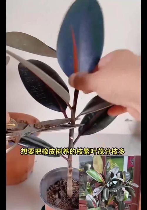 橡皮树底下的生机（探索橡皮树叶的生长奥秘）