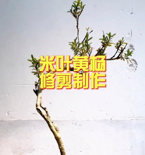 如何挽救干枯的黄杨叶子？（黄杨树的养护技巧）