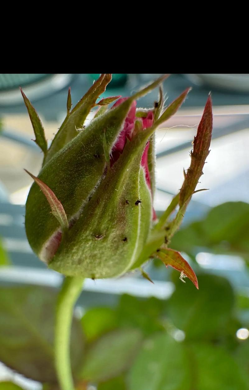 月季花长虫子，怎么办？（解决月季花上虫子的方法和技巧）