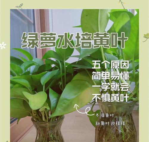 以水培绿萝叶子怎么办有洞（解决绿萝叶子洞洞问题的实用方法）