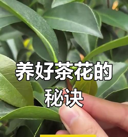 冬天茶花的养护秘籍（打造傲人花朵，让冬天不再枯燥）