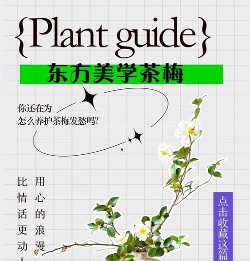 以茶梅怎么培养（细说茶梅的培育技巧与方法）