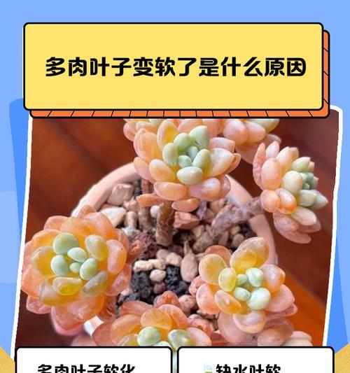 多肉植物叶子水痕处理技巧（美丽多肉叶子如何去除水痕，恢复原本的健康与光彩）