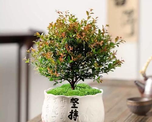 小叶盆景的养护之道（打造绿意盎然的小叶盆景，从养护开始）