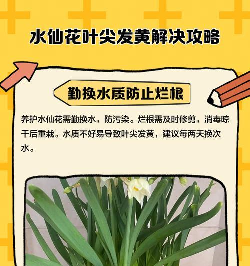 水仙烂根如何修复？（修复水仙烂根的有效方法与技巧）