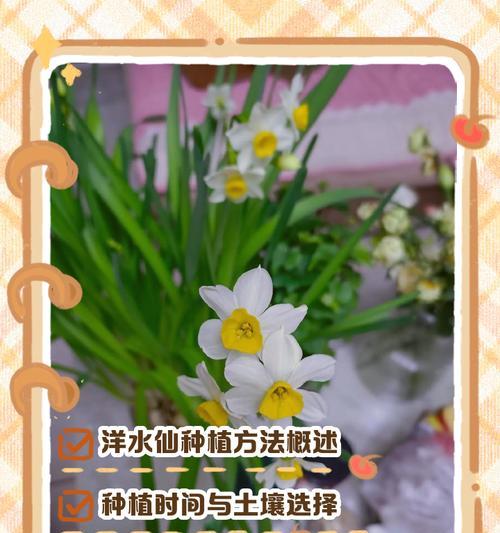水仙花种植与开花周期的全面指南（掌握种植技巧，享受持久盛开的美丽花海）
