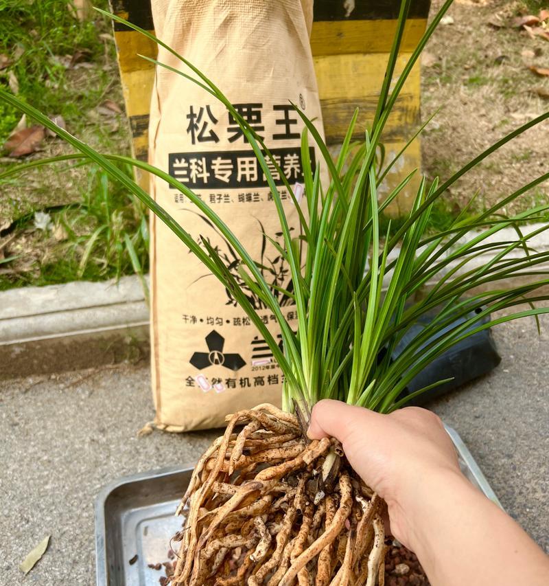 野生兰花的养殖之道（探索养殖技巧，打造野生兰花园）