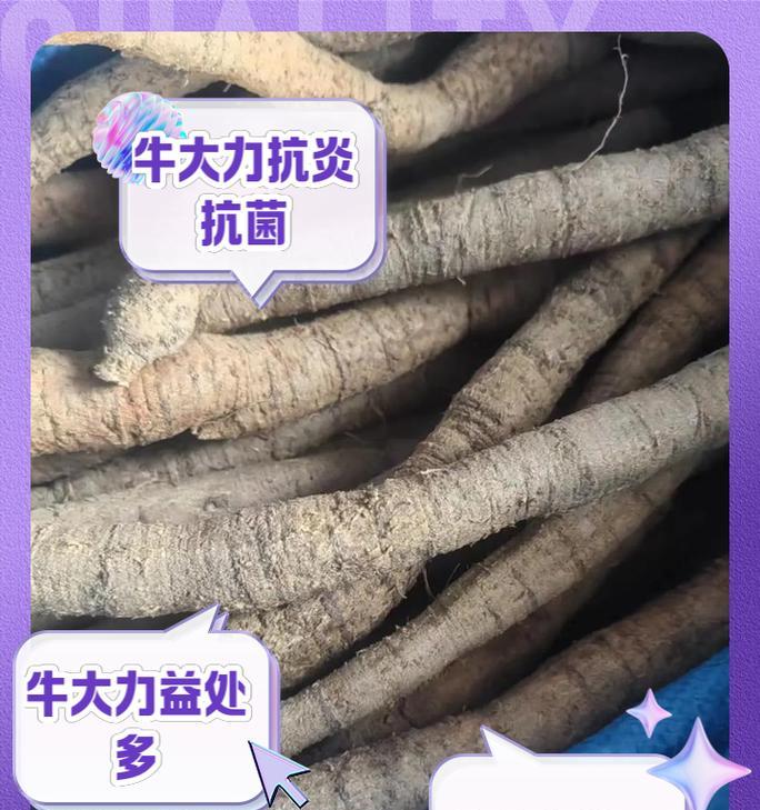 牛大力什么时候挖最好？（挖掘牛大力的最佳时间和方法）