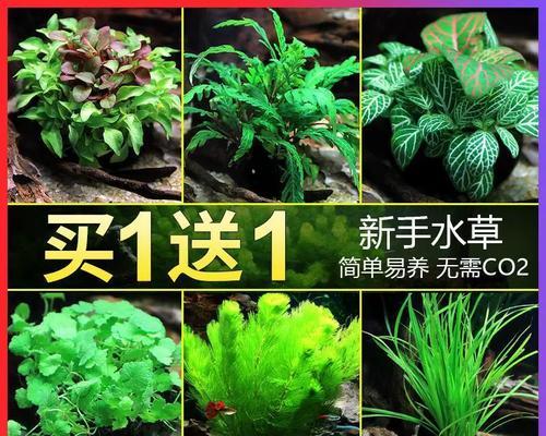水榕新芽的养护之道（打造绿意盎然的室内空间，学会正确养护水榕新芽）