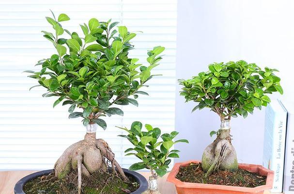 拯救榕树盆景，防止腐烂！（以榕树盆景腐烂为主题的救治措施解析）