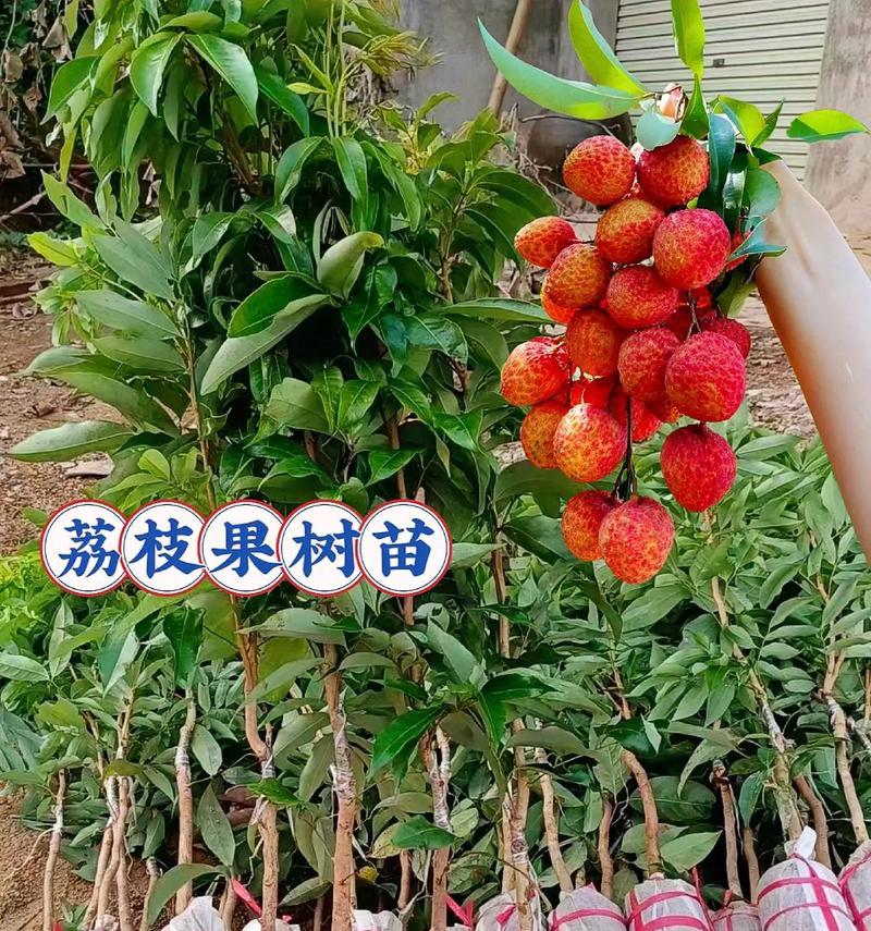 番荔枝籽的种植方法（掌握番荔枝籽的种植技巧，让您的果树欣欣向荣）