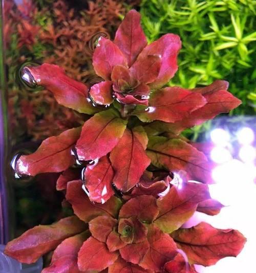 宫廷草——解密易养植物的养殖和养护方法（打造室内空气清新装饰，健康生活从简单开始）