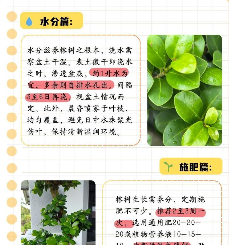 如何治愈榕树叶子变黄的问题（解决榕树叶子变黄的方法和技巧）