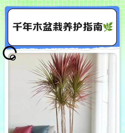 千年木冬天的包裹之道（探索古老木冬天包裹的技艺与神秘）