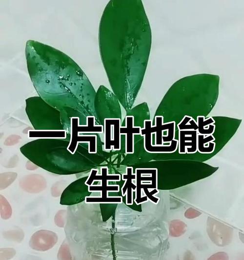 招才树叶子发黄的处理方法（怎样解决招才树叶子发黄问题）