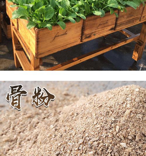 多肉植物的骨粉施用技巧（掌握骨粉的正确用法，打造健康多肉花园）