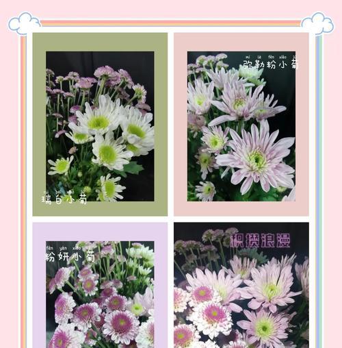 小菊花叶子长斑原因及防治方法（小菊花叶子长斑的成因、预防与处理措施）