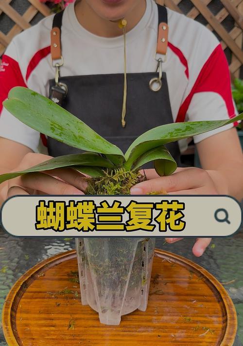 蝴蝶兰谢花后的剪花方法（恰到好处的修剪能延长蝴蝶兰的寿命）