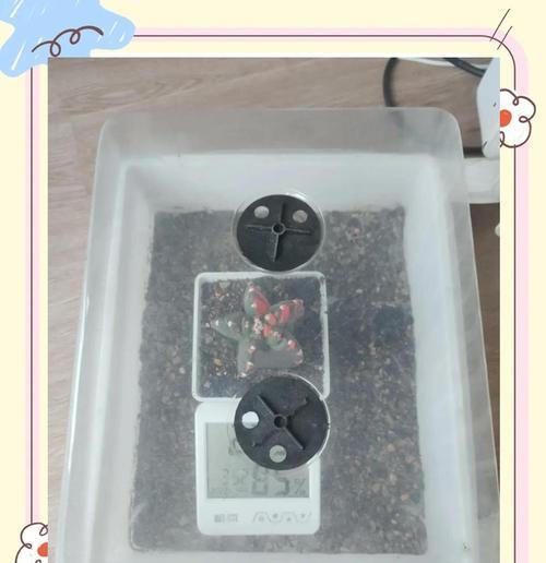 拯救奄奄一息的仙人球（以爱和呵护重拾仙人球的生机与美丽）