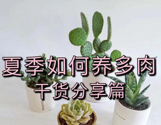如何正确使多肉植物进入休眠状态（通过控制温度和光照，让多肉植物度过健康的休眠期）
