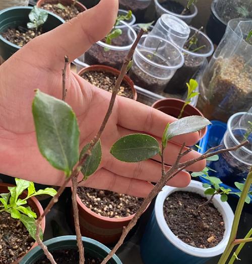 茶花上盆后的养护技巧（提供茶花上盆后的养护指南，让您的茶花健康繁盛）