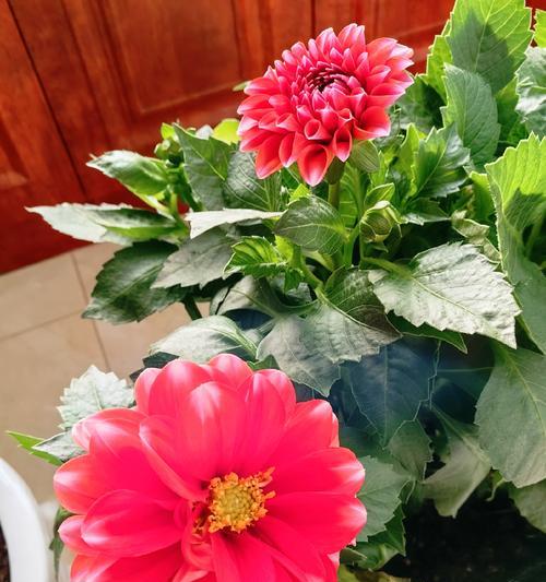 解决大丽花花朵焉了的方法（掌握关键因素，让大丽花绽放无限魅力）