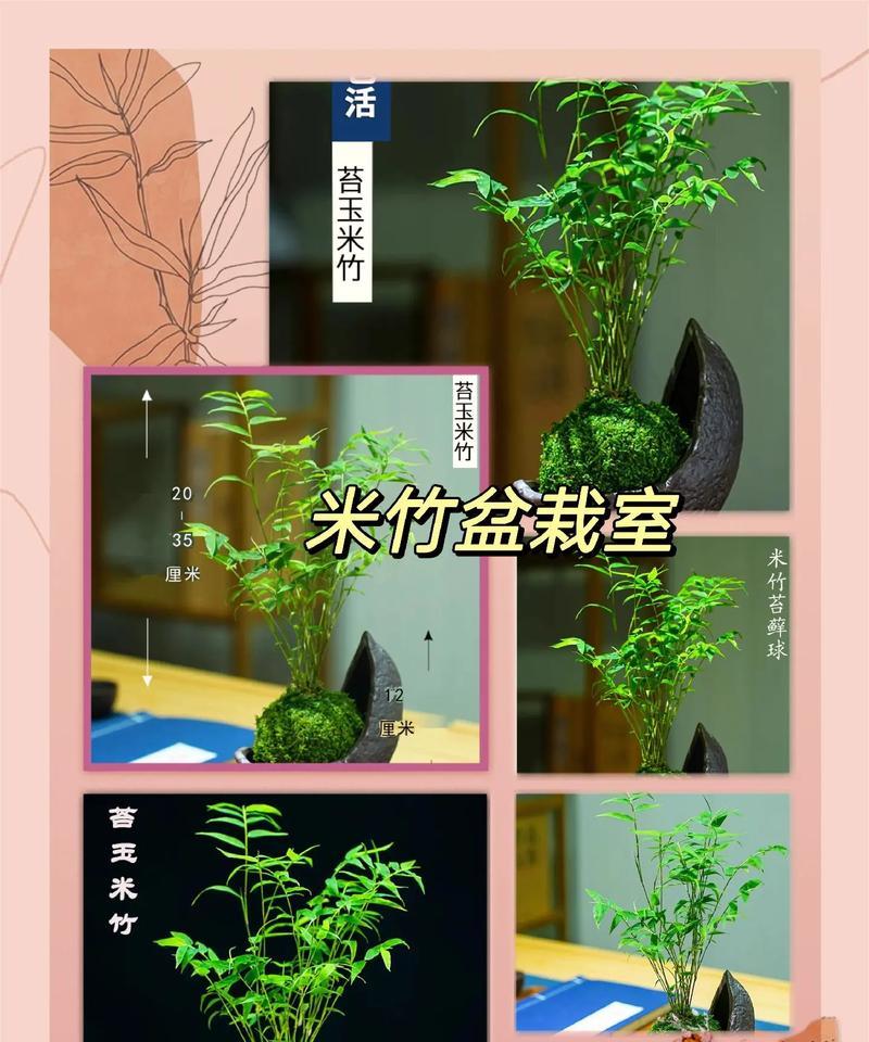 室内竹子养护指南（打造绿意盎然的室内空间，轻松养护竹子）