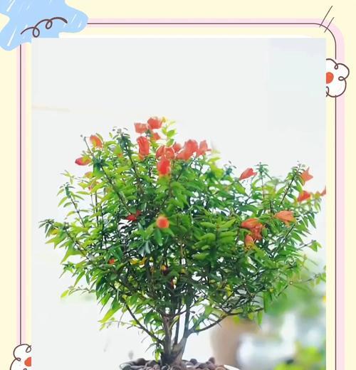 石榴树花期及其栽培技巧（了解石榴花期，打造美丽果园）