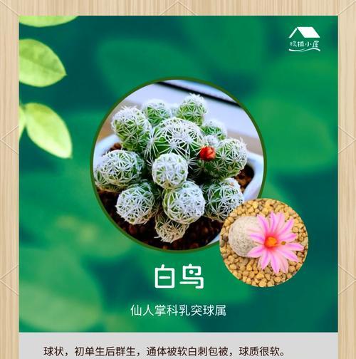 白毛掌的开花奇迹（揭秘白毛掌的独特开花现象）