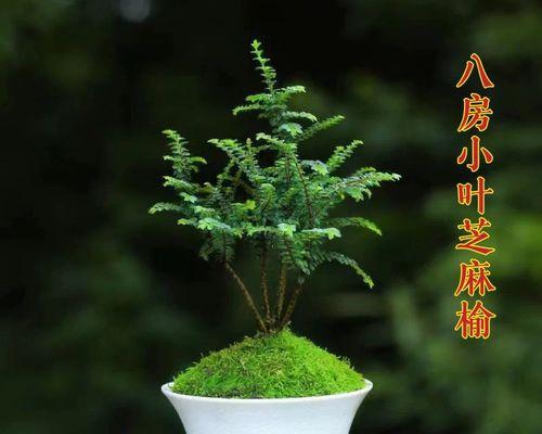 以米叶盆景怎么养（打造独特的室内绿色空间）