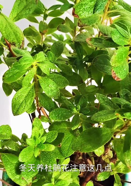 如何正确修剪杜鹃秋冬花期植物（手把手教你修剪杜鹃，让花期更加绚丽多彩）