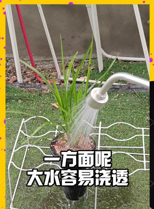 冬天如何正确浇水？（建兰冬季浇水注意事项）
