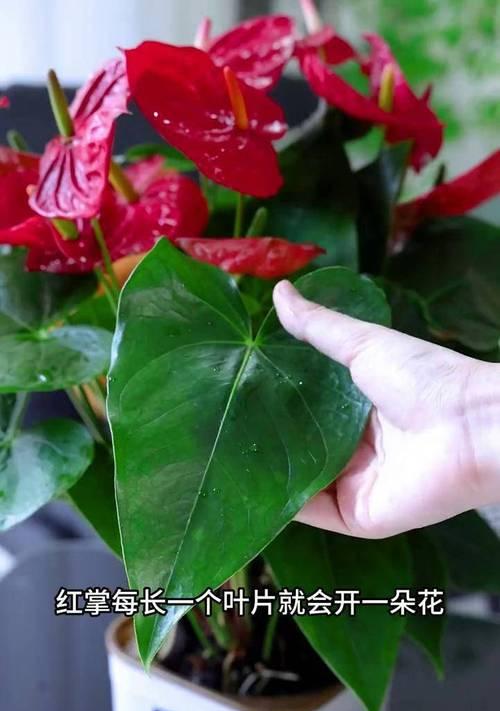 揭秘红掌开花之谜（一场华丽的自然奇迹）