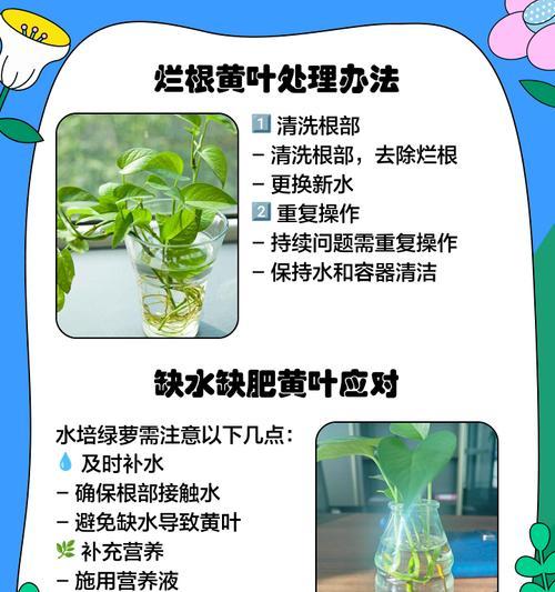喝了绿萝的水，应该怎么办？（绿萝水中毒后的急救和预防方法）