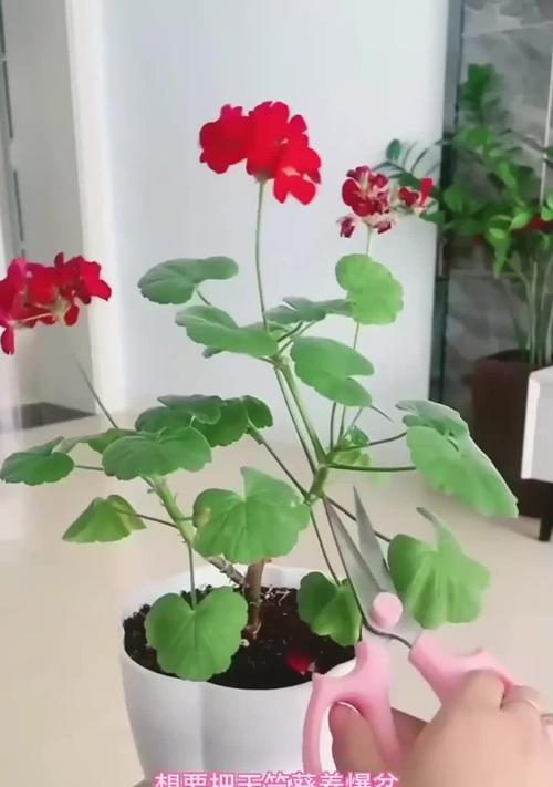 夏天怎样养天竺葵？（天竺葵夏季养护技巧大揭秘）