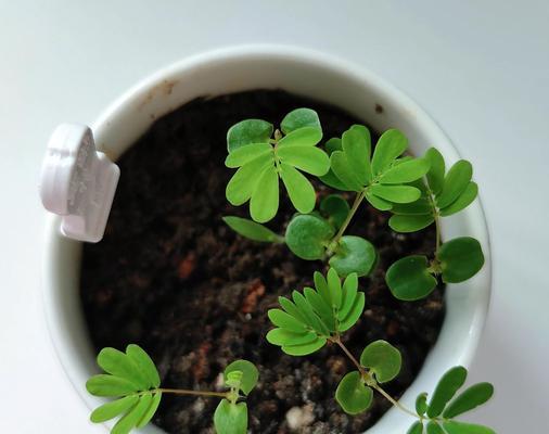 含羞草的发芽之谜（揭秘含羞草的独特生长特性与环境需求）