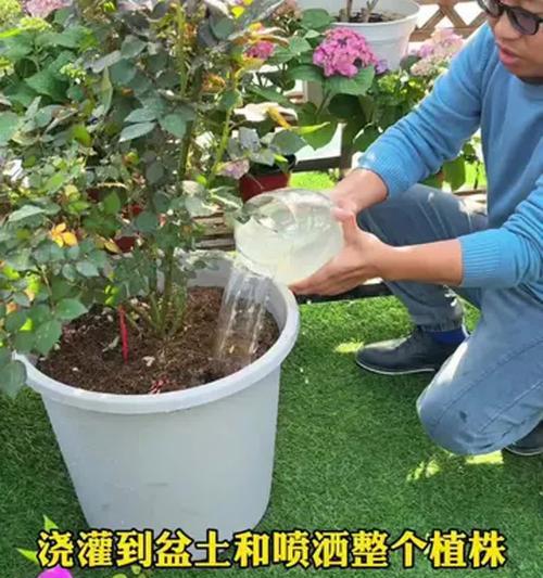 月季掉叶原因分析及有效处理方法（探究月季掉叶的根本问题及解决之道）