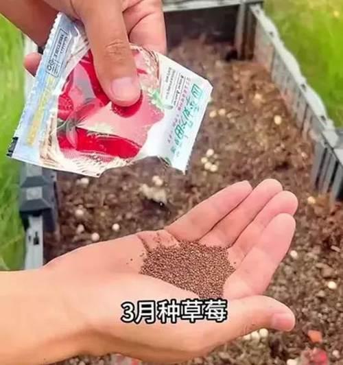 用籽栽草莓，享受自家果园的乐趣（自己动手，种出香甜可口的草莓果实）
