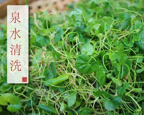 金钱草为何不长？（探索金钱草无法生长的原因及解决方案）