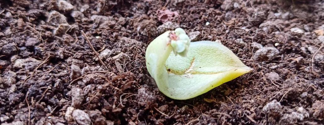 雨季多肉移植技巧（如何正确养护多肉在雨季中的移植）